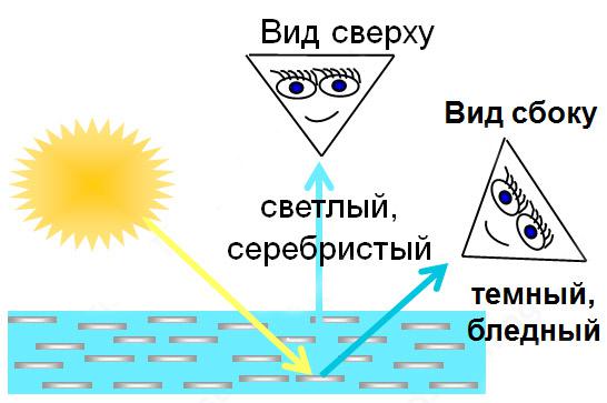 Флопп-эффект